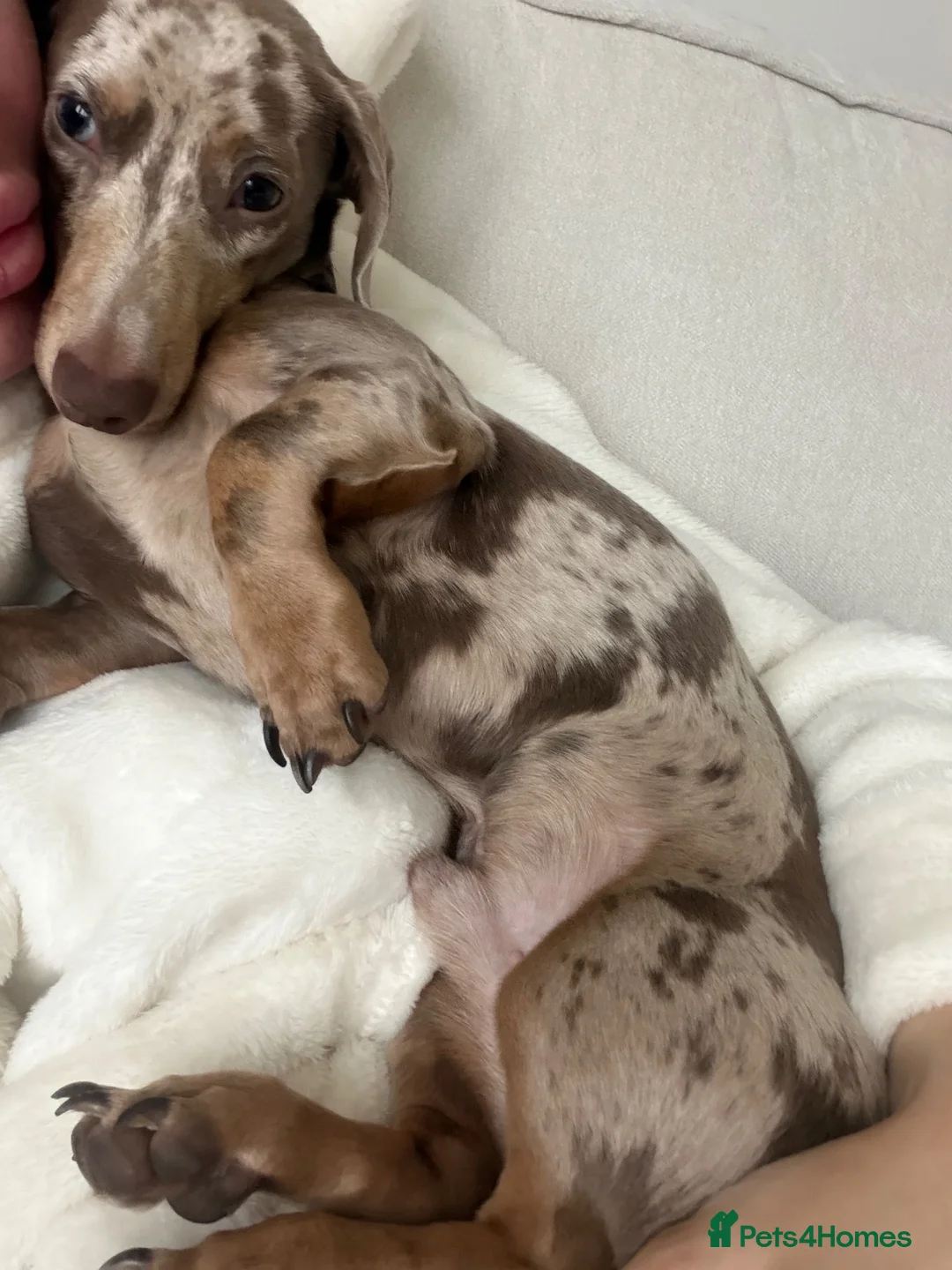Miniature Dachshund dogs for sale: 18 month old male miniature dachshund  - Advert 2