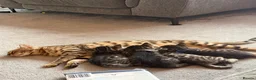 Bengal cats for sale: 4 x Beautiful Male Bengal Cross - Advert 5