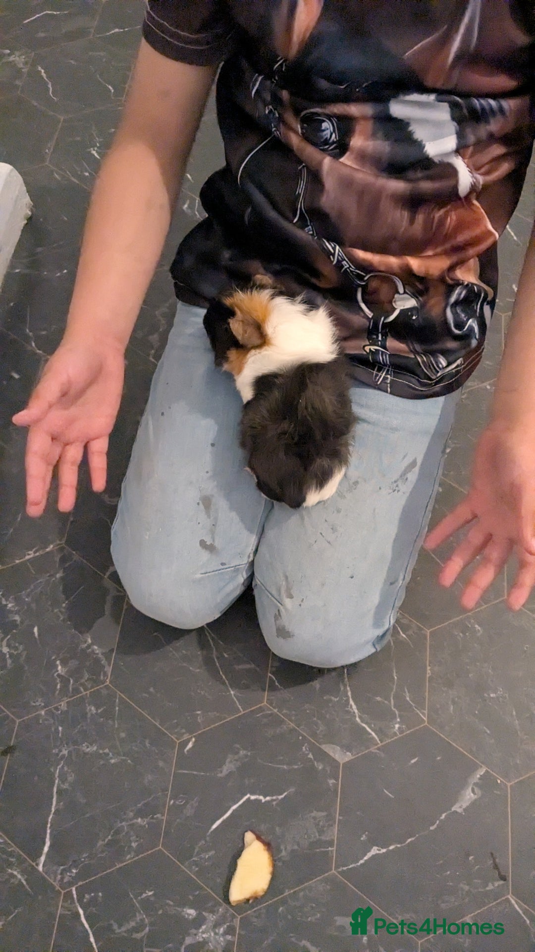 English rabbits for sale: Guinea Pig with Spacious Cage  - Image 2