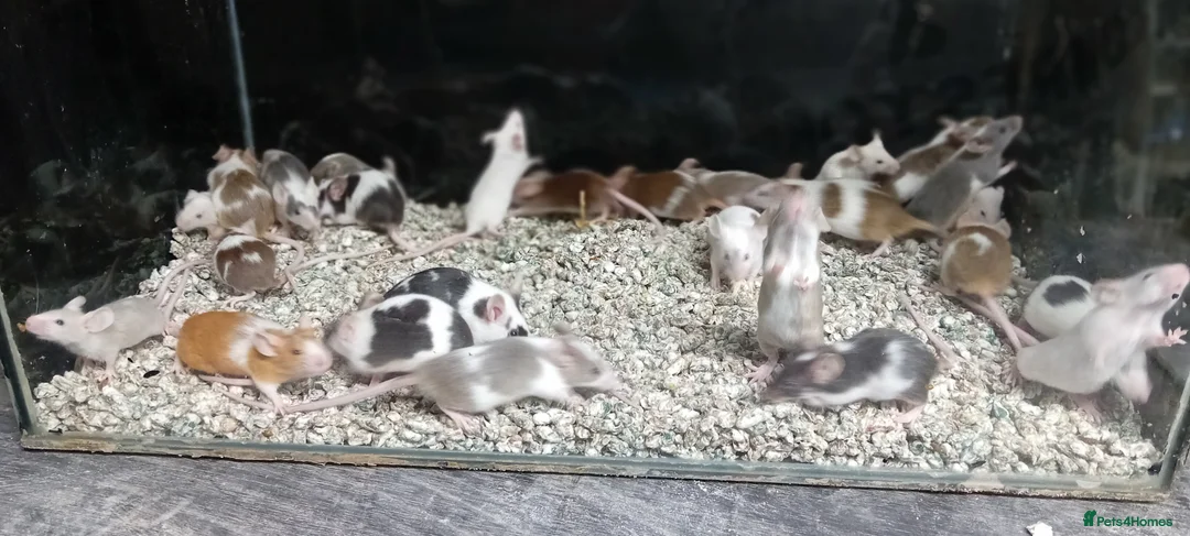 Mouse rodents for sale: Baby Fancy Pet mice , Males and Females - Advert 9