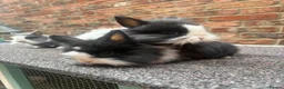 Lionhead rabbits for sale: Pure lionhead babies ready now!  - Advert 5