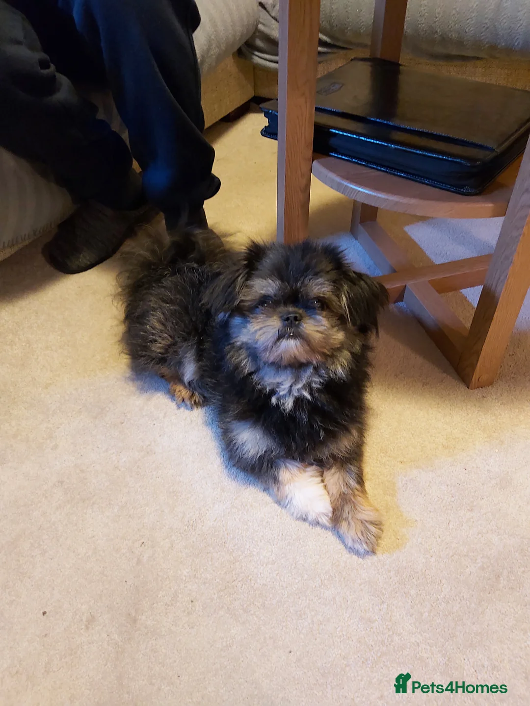 Mixed Breed dogs for sale: Male  pomeranian x - Advert 10