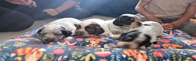 Cocker Spaniel 4