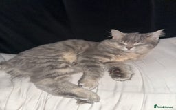 Ragdoll cats for sale: Cinnamon lynx ragdoll RARE  - Image 16