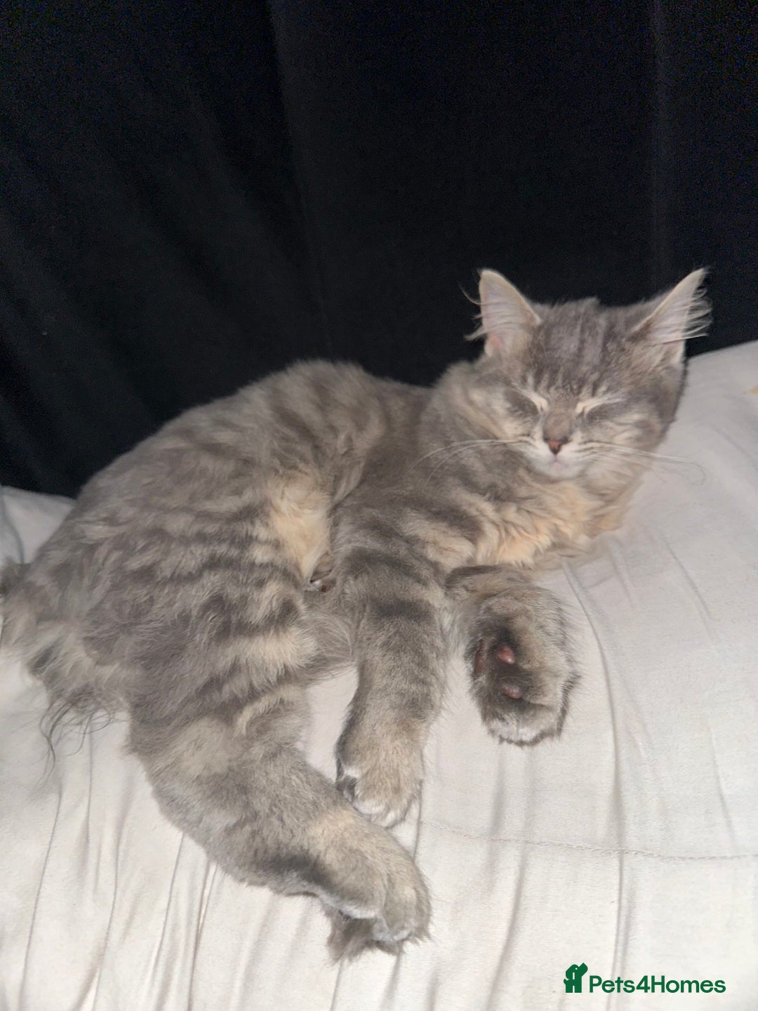 Ragdoll cats for sale: Cinnamon lynx ragdoll RARE  - Image 16