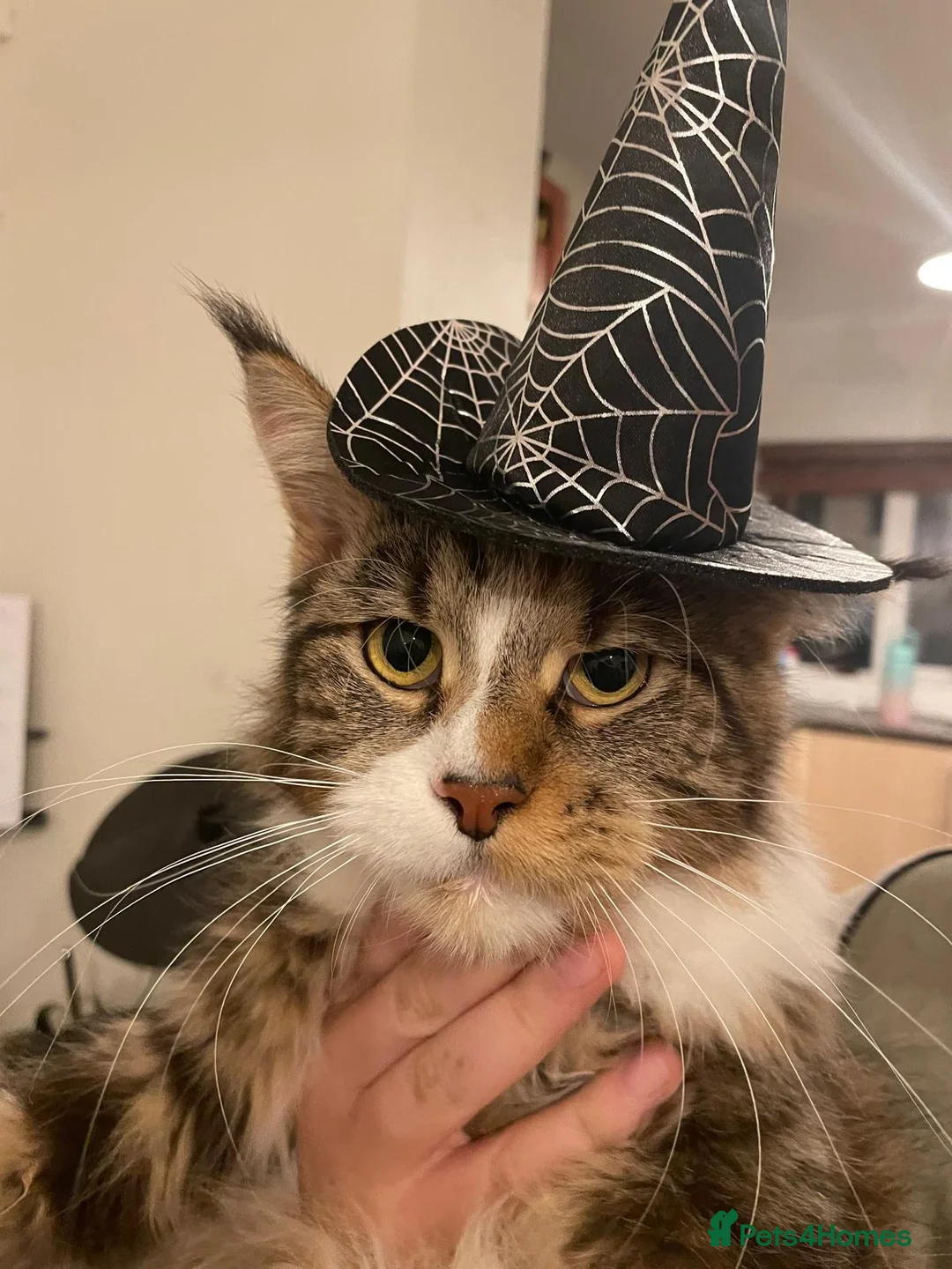 Mixed Breed cats for sale: Sisters looking for a new family home <3 - Advert 17