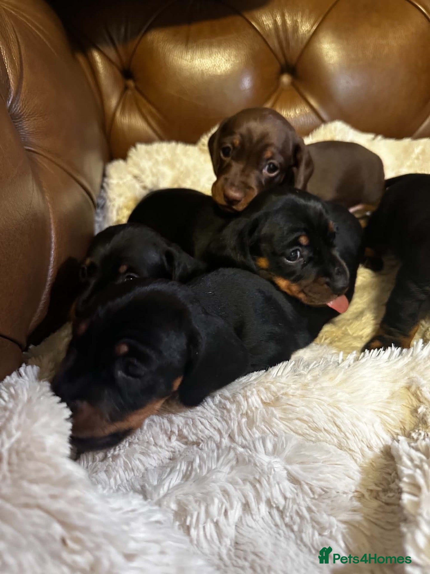 Miniature Dachshund dogs Super Sweet Mini Dachshund💛 - Advert 1
