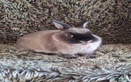 Netherland Dwarf rabbits for sale: Pure Netherland Dwarf Baby Bunnies - Image 14