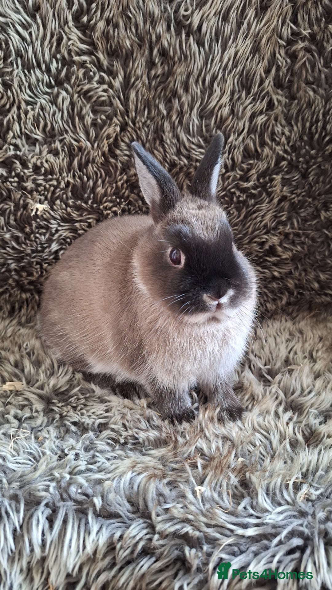 Netherland Dwarf rabbits for sale: Pure Netherland Dwarf Baby Bunnies - Image 14