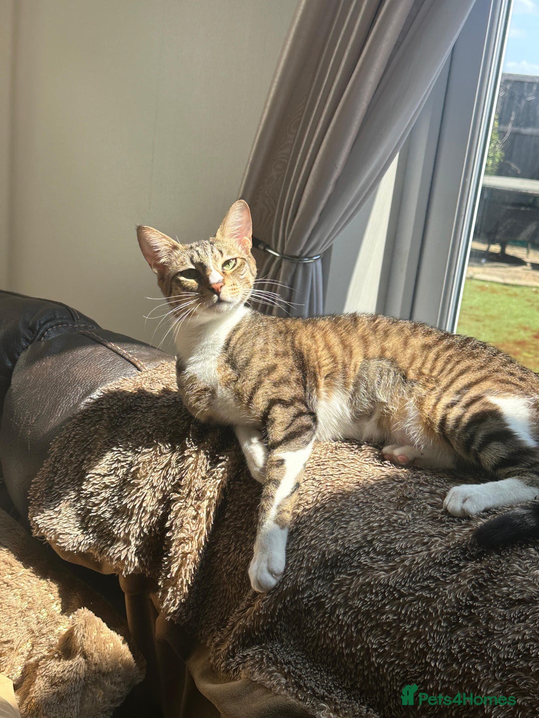 Mixed Breed cats for adoption: NOODLE-AMAZINGLY UNUSUAL FUR PATTERN -CONFIDENT! - Advert 5