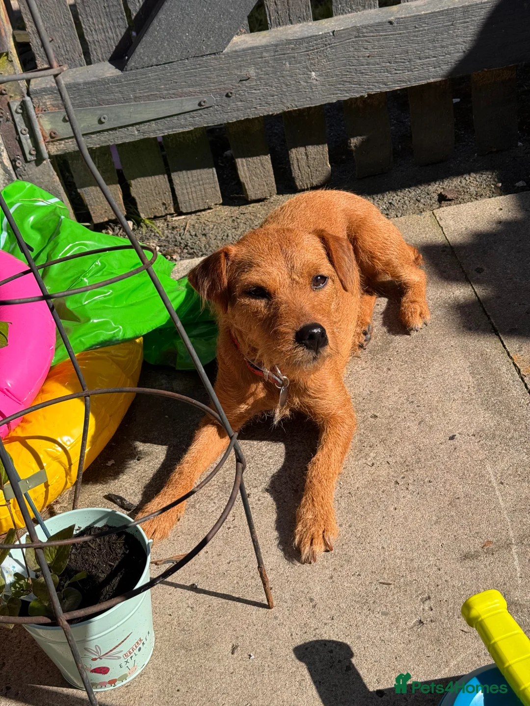 Patterdale Terrier dogs for stud: First litter  - Advert 2
