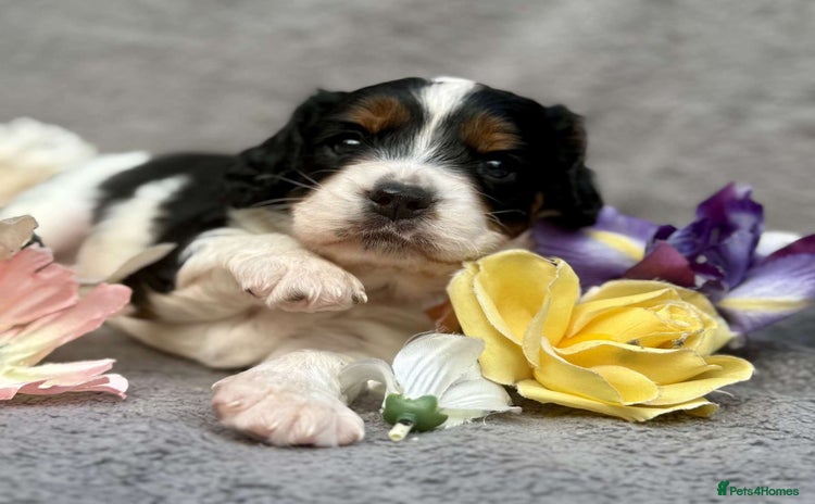 Cavapoo dogs - Advert 1