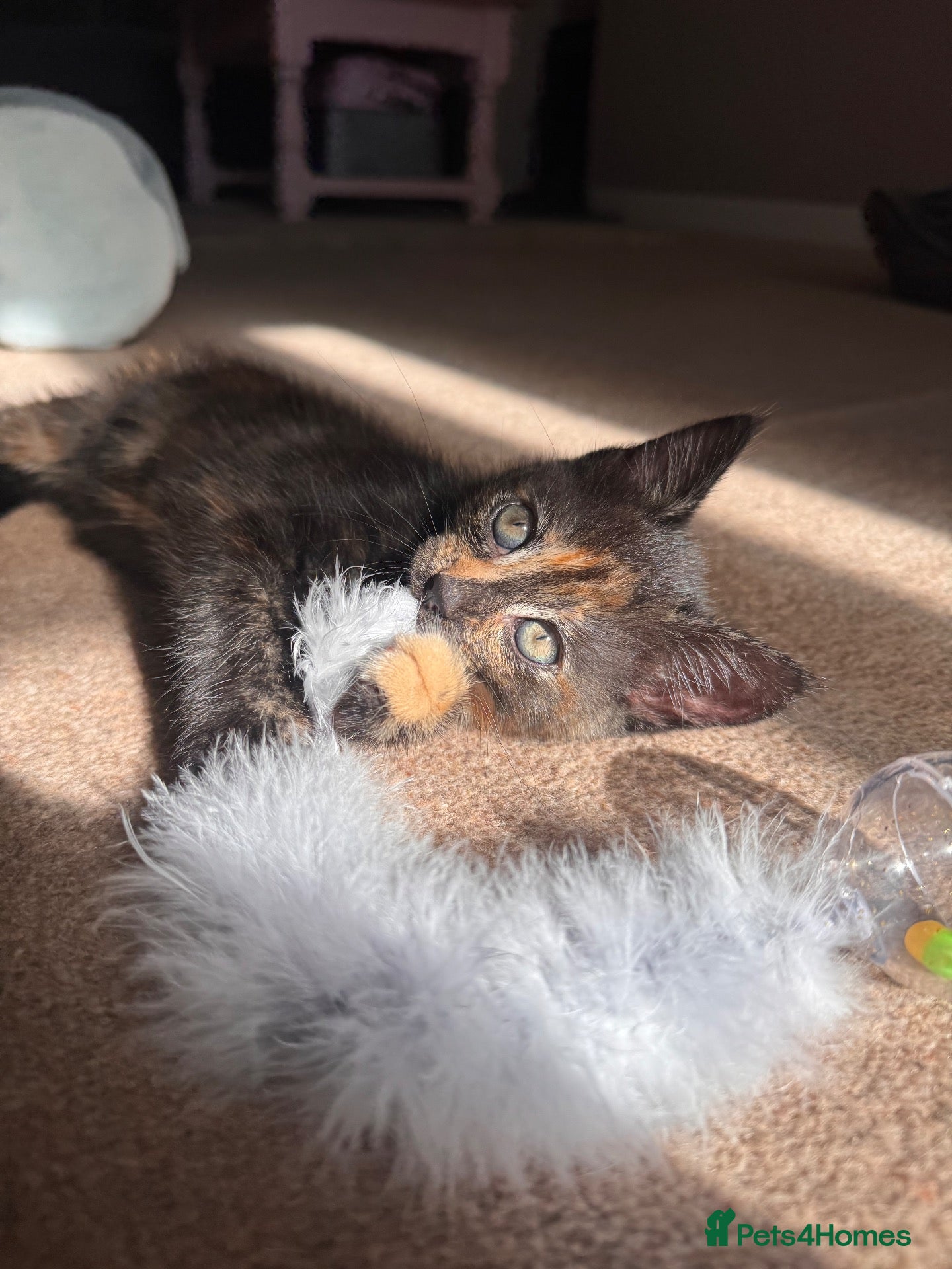Mixed Breed cats Female kitten - Advert 14