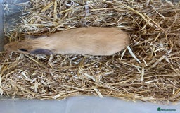 Guinea Pig rodents for sale: Baby Female Guinea Pig - Image 2