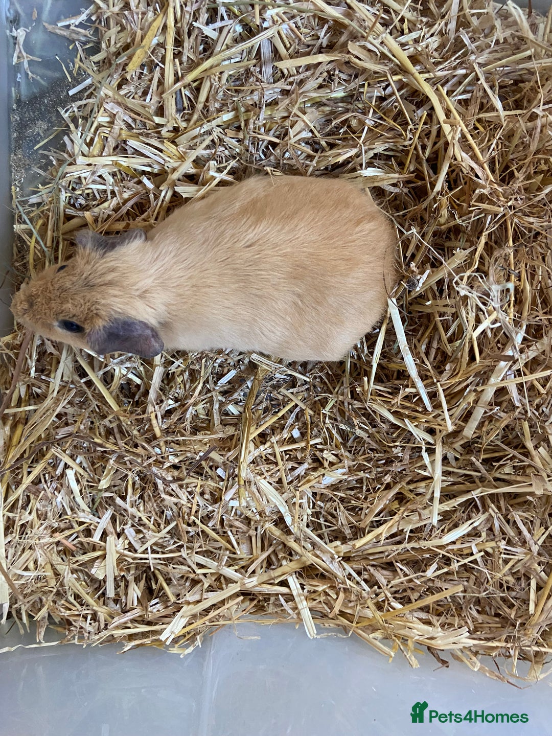 Guinea Pig rodents for sale: Baby Female Guinea Pig - Image 2