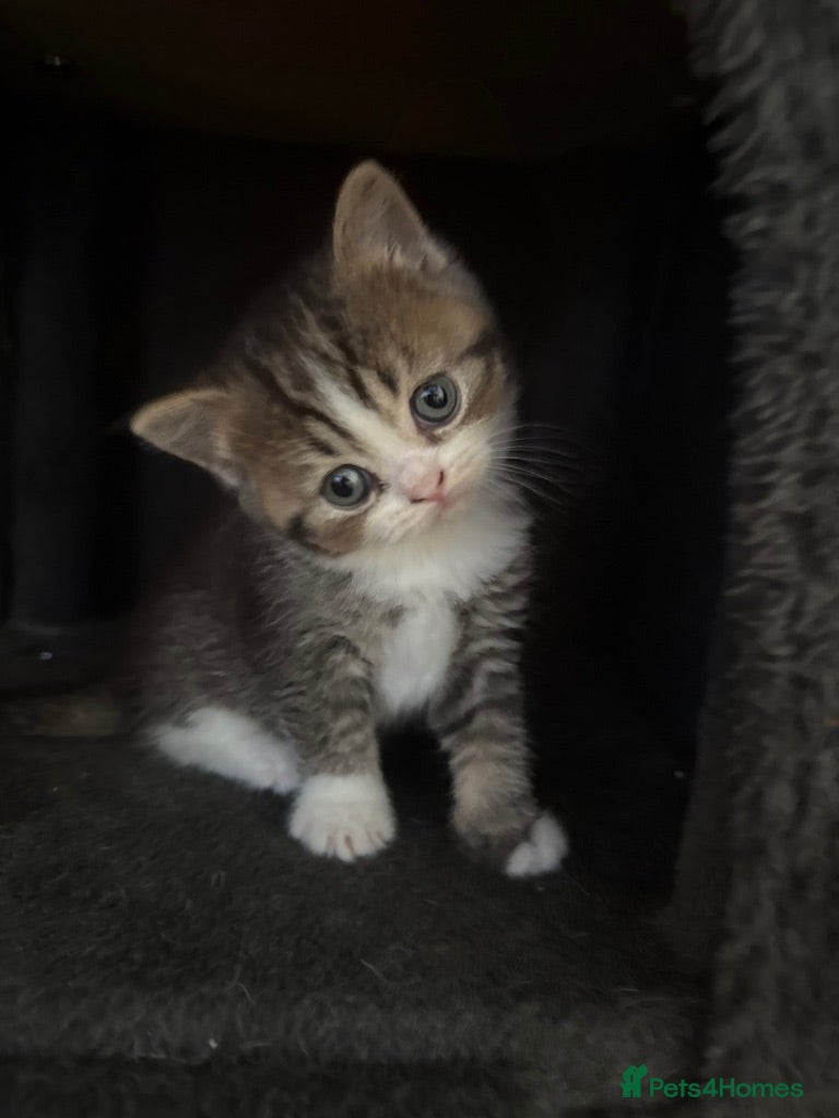 Scottish Fold cats  * Beautiful Scottish Straight Kittens for Sale! - Advert 3