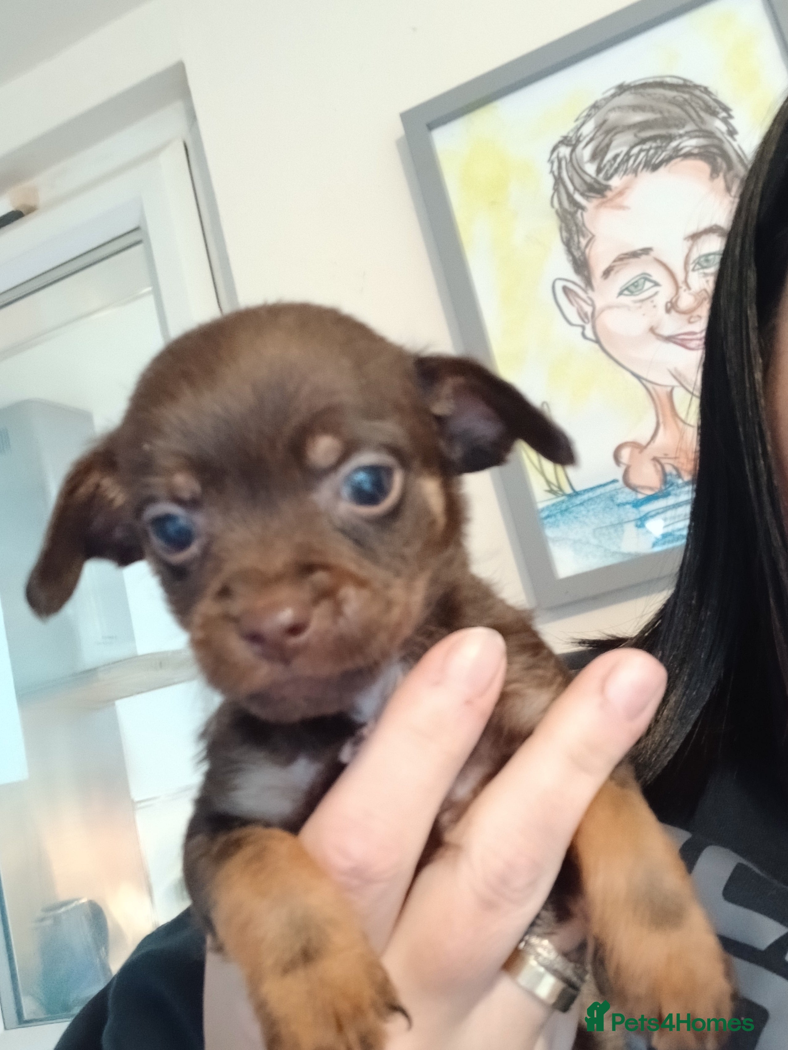 Mixed Breed dogs 5 cockapoo x chihuahua puppies - Advert 18