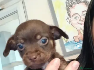 Mixed Breed dogs 5 cockapoo x chihuahua puppies - Advert 18