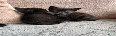 Cat 2 
