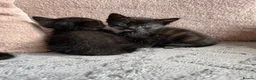 Mixed Breed cats for sale: 4 black and white kittens for sale  in Hebden Bridge - Advert 5