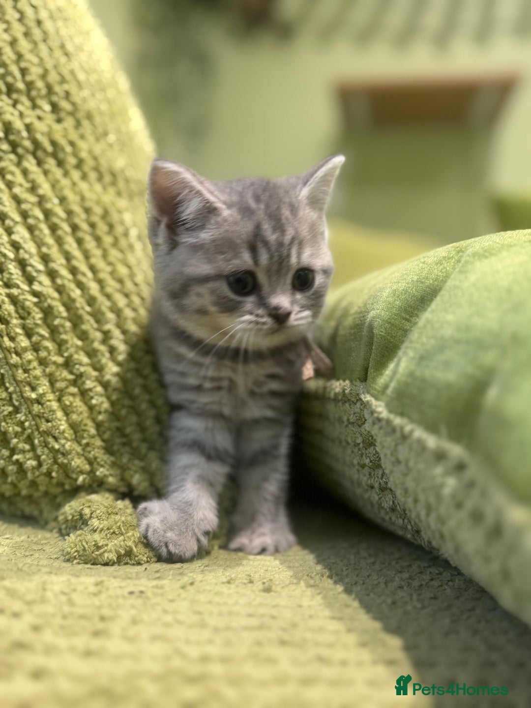 British Shorthair cats for sale: British blue / Scottish striaght kittens  - Image 10