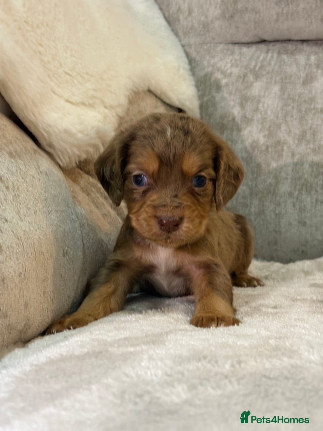 Cocker Spaniel dogs for sale: Stunning cocker spaniel puppies - Advert 13