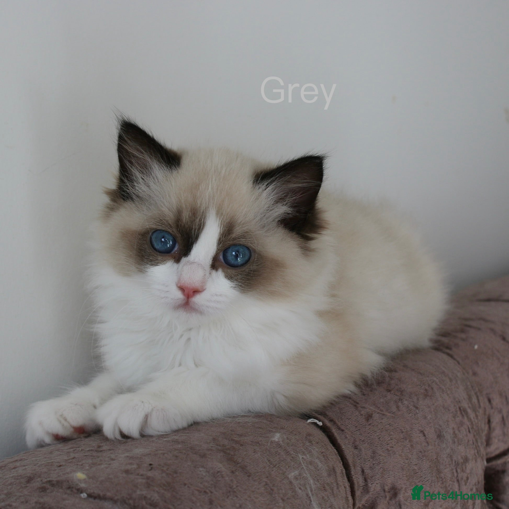 Ragdoll cats TICA Registered Ragdoll Kittens - Advert 1