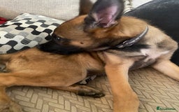 Belgian Shepherd Dog dogs for sale: Belgian malonis - Image 3