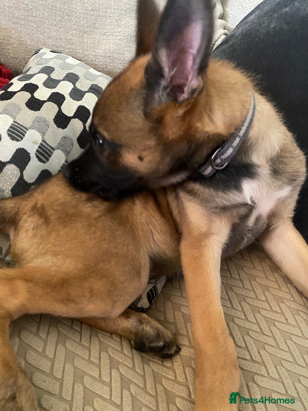 Belgian Shepherd Dog dogs for sale: Belgian malonis - Image 3