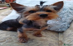 Yorkshire Terrier dogs for sale: Gorgeous puppies❤️❤️🩵🩵 - Advert 24
