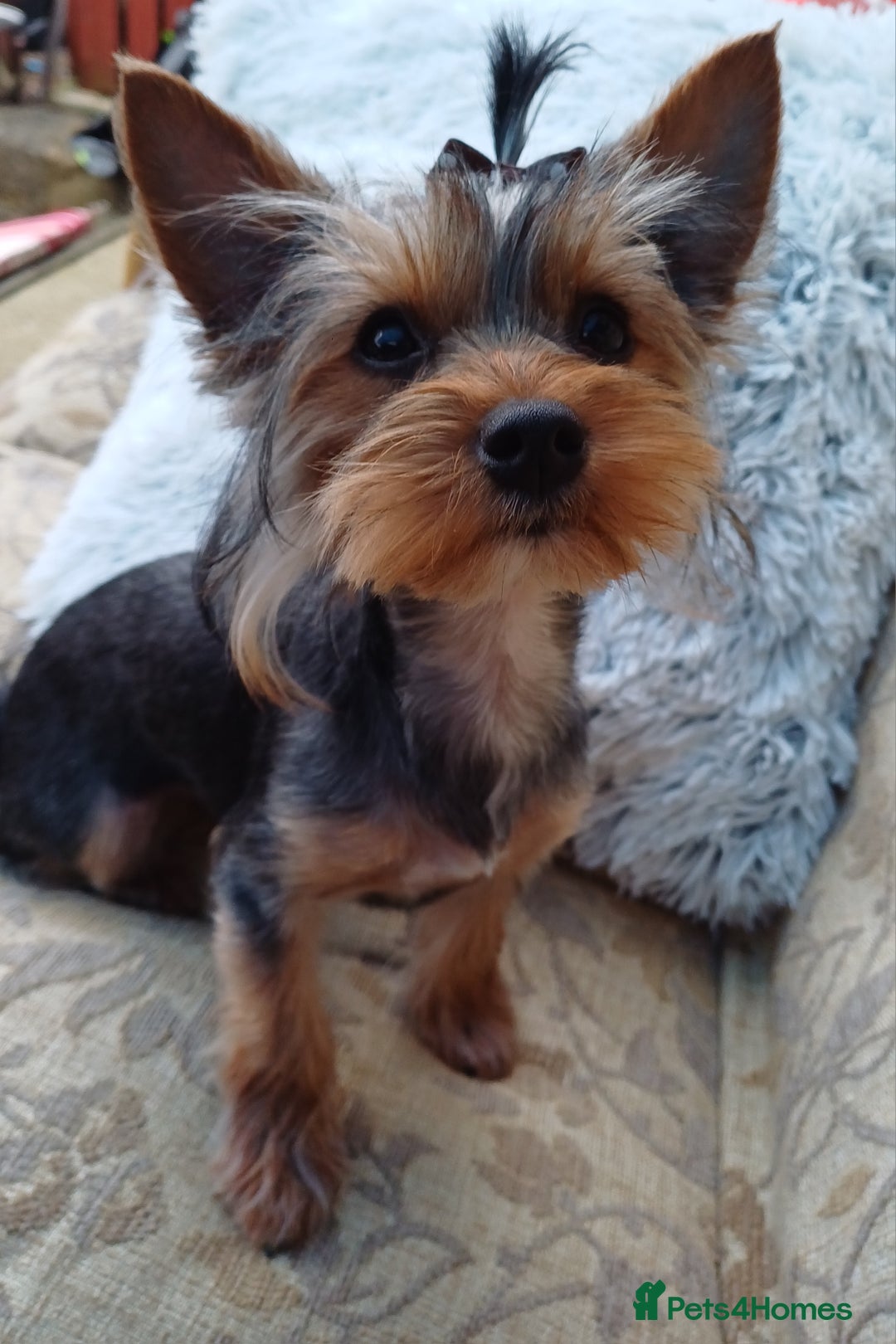 Yorkshire Terrier dogs for sale: Gorgeous puppies❤️❤️🩵🩵 - Advert 24