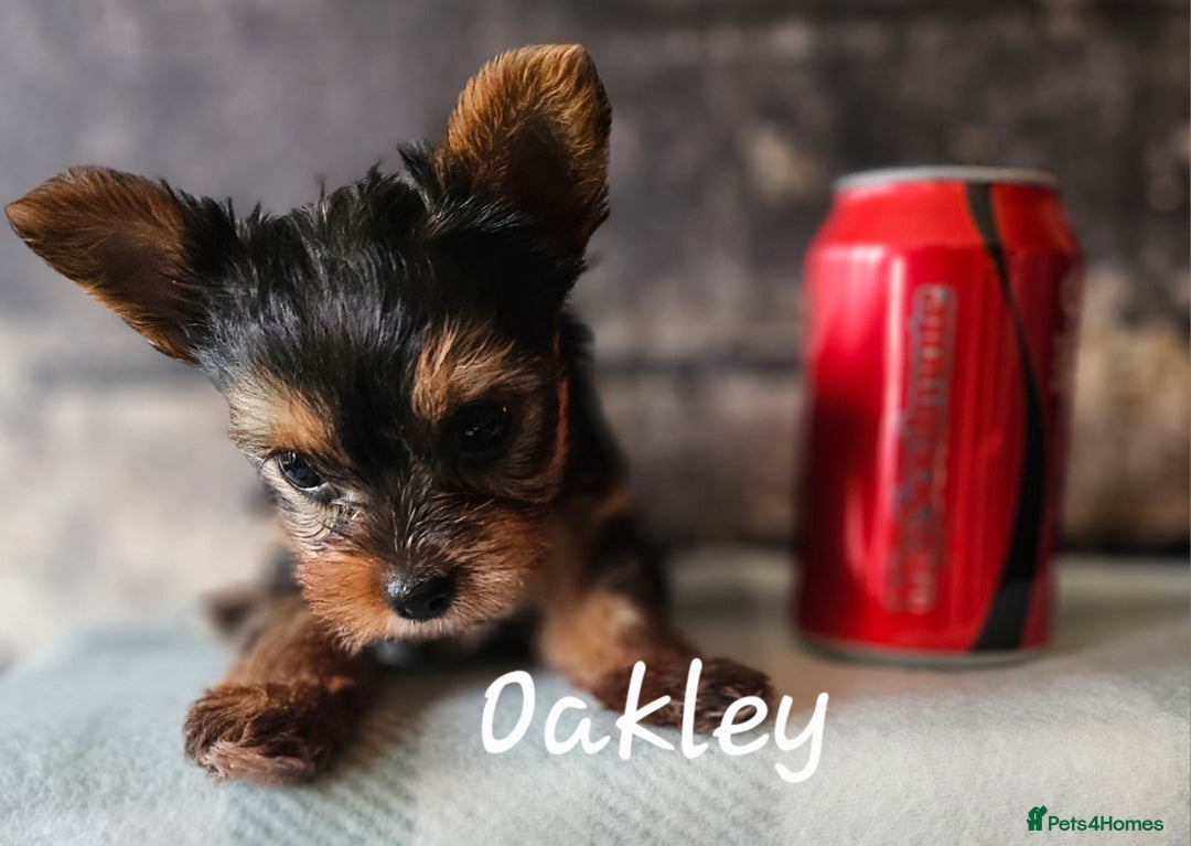 Yorkshire Terrier dogs for sale: miniature toy yorkie pups - Image 12