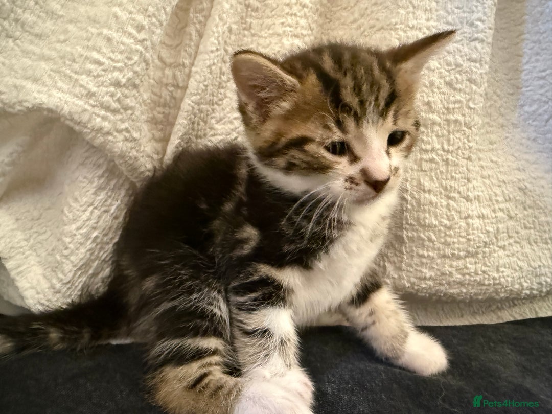 Domestic Shorthair cats for sale: 5 gorgeous kittens for sale - Image 4