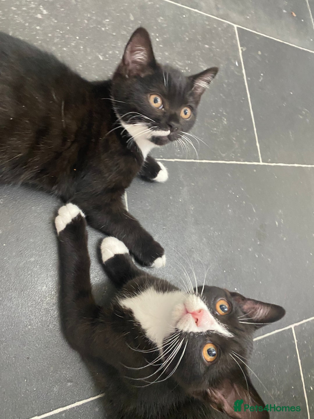Mixed Breed cats for sale: ✨ Last 3 Adorable Mixed British Shorthair ✨ - Image 10