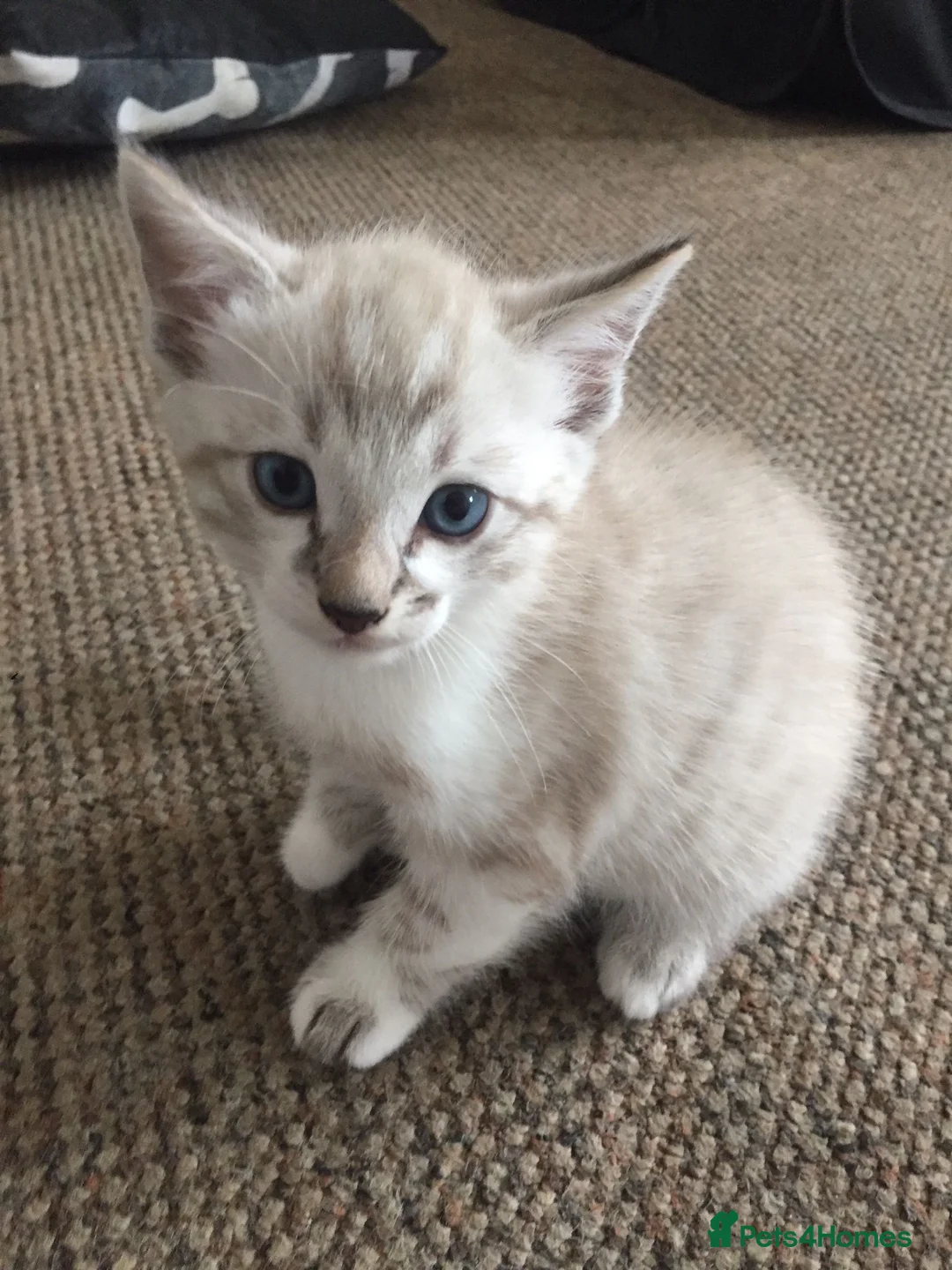 Bengal cats for stud: Handsome Bengal Boy Available for Stud in Nottingham - Advert 9