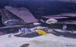 Cichlids fish for sale: African cichlids -  - Image 12