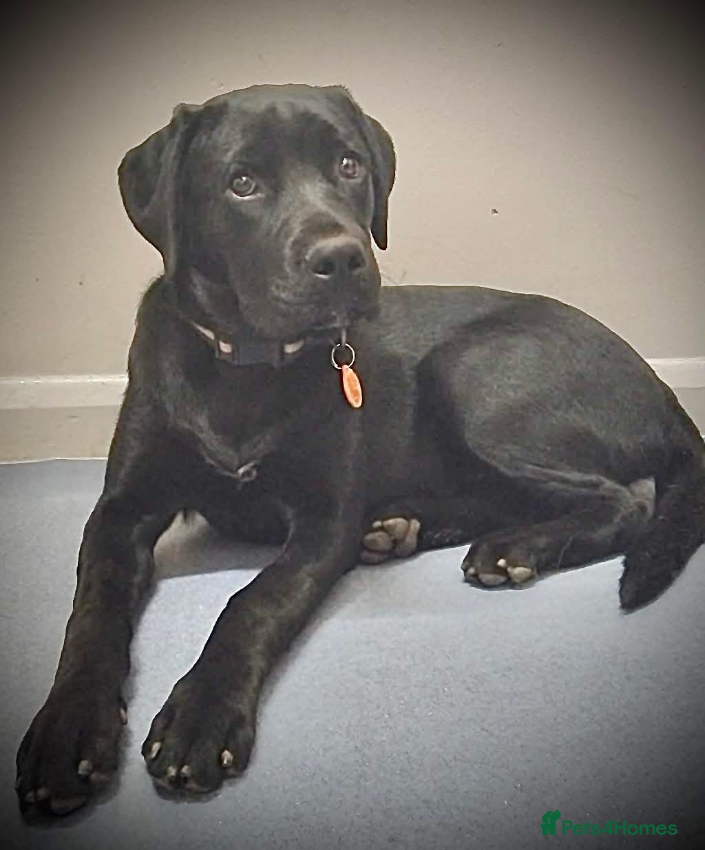 Mixed Breed dogs 12 month old DUKE - Advert 1