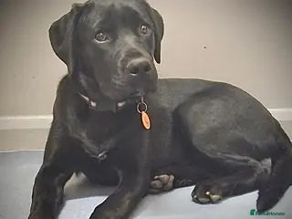 Mixed Breed dogs 12 month old DUKE - Advert 1