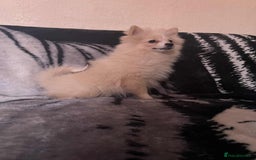 Pomeranian dogs for sale: 4 beautiful Pomeranian's looking for forever home  - Image 4