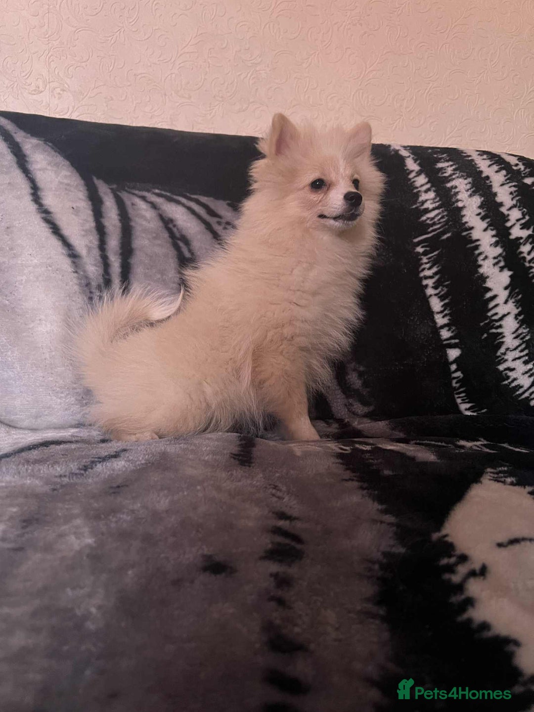 Pomeranian dogs for sale: 4 beautiful Pomeranian's looking for forever home  - Image 4