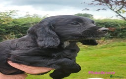 Cocker Spaniel dogs for sale: Beautiful Working Cocker Puppies - Image 25