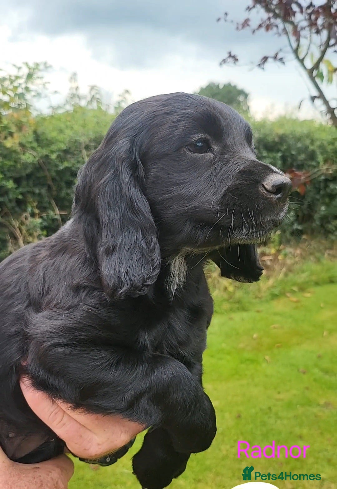 Cocker Spaniel dogs for sale: Beautiful Working Cocker Puppies - Image 25