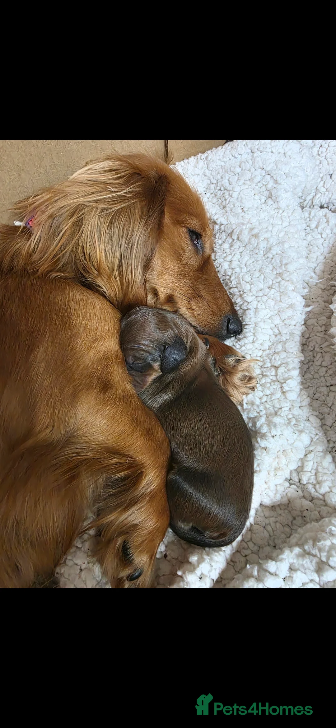 Miniature Dachshund dogs for sale: Longhaired 3Girls 1Boy in Tamworth - Advert 1