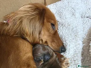 Miniature Dachshund dogs Longhaired 3Girls 1Boy - Advert 1