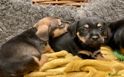 Mixed Breed dogs for sale: Border Terrier cross puppies  - Image 8
