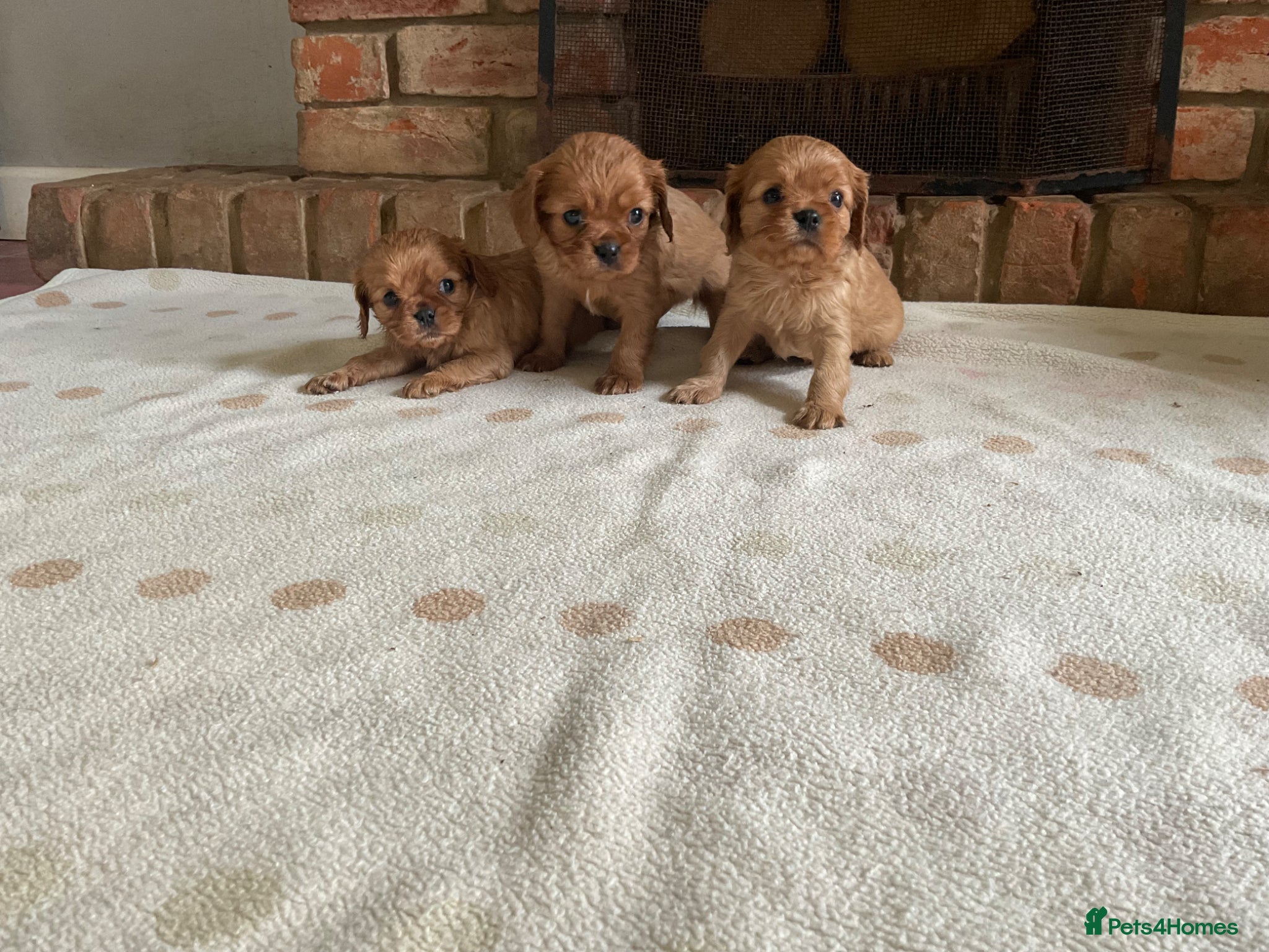 Cavalier King Charles Spaniel dogs Ruby Cavalier King Charles Spaniel Puppy’s  - Advert 1