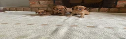 Cavalier King Charles Spaniel dogs for sale: Ruby Cavalier King Charles Spaniel Puppy’s  - Advert 1