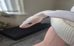 Python Snake reptiles for sale: Blue-eyed Leucistic ball python - Advert 1