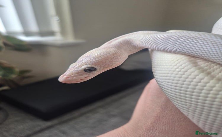 Python Snake reptiles Blue-eyed Leucistic ball python - Advert 1