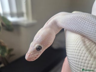 Python Snake reptiles for sale: Blue-eyed Leucistic ball python - Advert 1